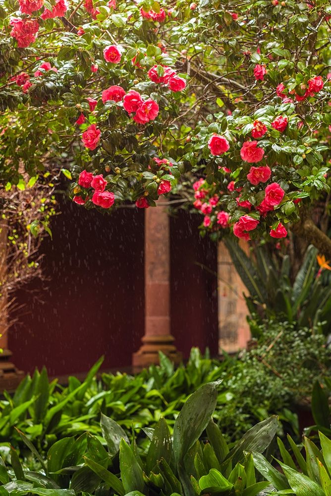 Canary Islands-Tenerife Island-San Cristobal de La Laguna-Convento de San Agustin convent-gardens